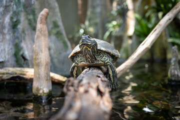 A turtle sits on a log at the Tampa aquarium