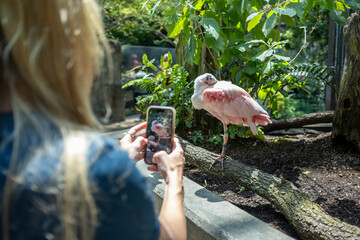 A woman takes a photo of a pink flamingo at Tampa aquarium