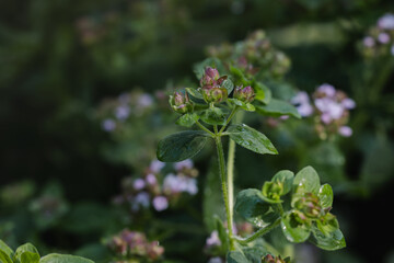 Flowering Oregano Plant in Garden