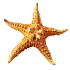 Close-up of a starfish.  Bright orange-tan color, spiny texture