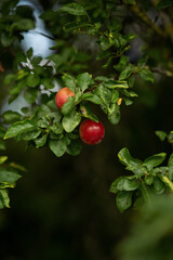 Ripe red plums on a tree branch in a summer orchard.