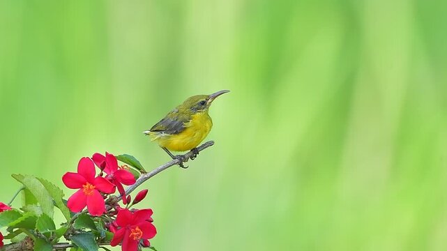 Baby olive backed sunbird waiting for its mother to feed