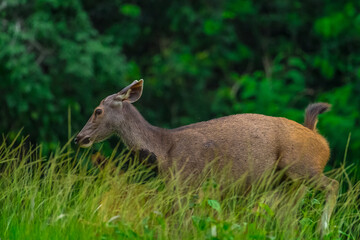 Smaller and without horns, the horns are not hollow, spiral, and some can branch like a tree branch. No gallbladder It prefers to be alone alone, except for mating season.	