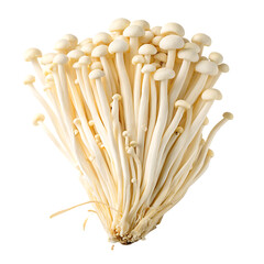 A whole single enoki mushroom cluster isolated on a transparent background