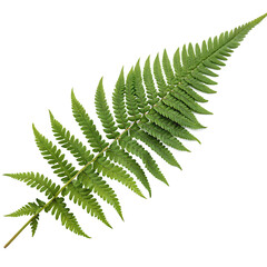 A whole single fern frond isolated on a transparent background