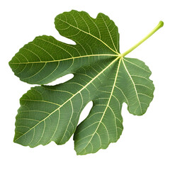 A whole single fig leaf isolated on a transparent background