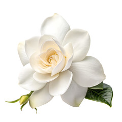 A whole single gardenia flower isolated on a transparent background