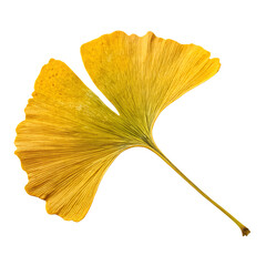 A whole single ginkgo biloba leaf isolated on a transparent background