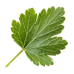 A whole single gooseberry leaf isolated on a transparent background