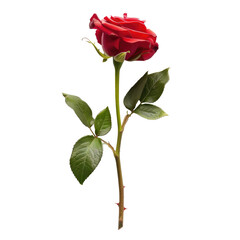 Single red rose with stem and leaves (1)