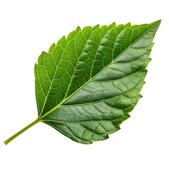 A whole whole single hibiscus leaf isolated on a transparent background