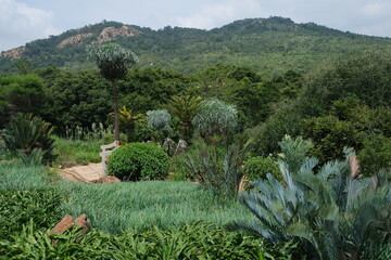 Lush Vegetation at Walter Sisulu National Botanical Garden