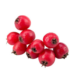 A whole single hawthorn berry cluster isolated on a transparent background