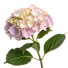 A whole single hydrangea flower isolated on a transparent background