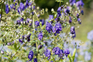 Rispige Eisenhut plant. (Aconitum variegatum 'Paniculatum' ) Zierpflanze mit gelappten grüne Blättern und Büscheln oder Rispen kapuzenförmiger blauer Blüten.

