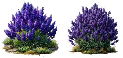 Two vibrant lavender bushes with purple flowers and green foliage stand against a transparent background