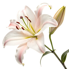 A whole single lily flower isolated on a transparent background