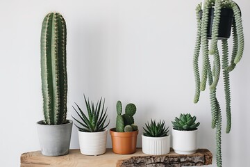 Collection of various potted cacti and succulents on a wooden surface
