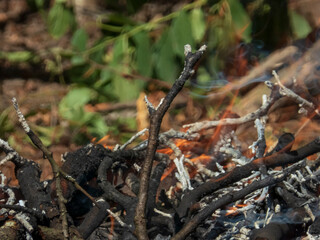 Smoldering Remains of a Small Outdoor Bonfire