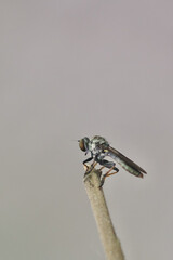 robber fly on a branch