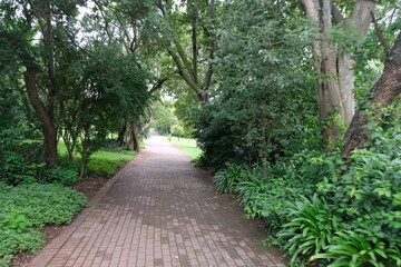 Agapanthus in Walter Sisulu National Botanical Garden