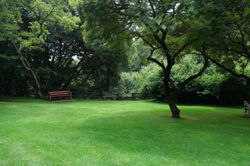 Lush Greenery at Walter Sisulu National Botanical Garden