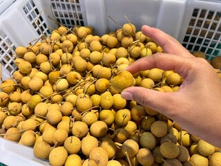 hand holding a bunch of longan
