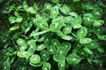 Lush Green Leaves with Natural Sunlight in Outdoor Garden