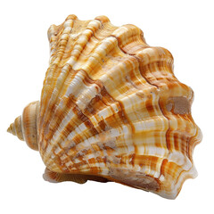 Obraz premium Close-up of a seashell, light tan with intricate, ribbed patterns