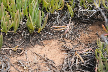 Blooming Carpobrotus Edulis in Karoo Desert Botanical Garden