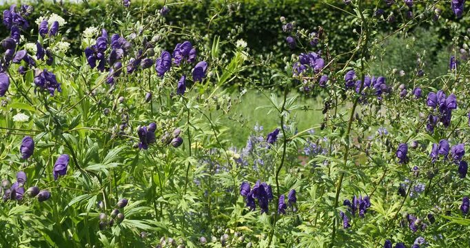 Aconitum variegatum paniculatum - Rispige Eisenhut oder Rispen-Eisenhut plant. &Auml;hren aus kapuzenf&ouml;rmigen blauviolett Bl&uuml;ten und fein geschnittenen handf&ouml;rmigen gr&uuml;nen Bl&auml;ttern
