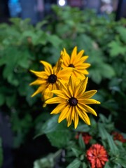 Vibrant Black-Eyed Susan Flowers in Garden Setting