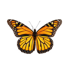 Obraz premium Close-up of monarch butterfly, wings open, vibrant orange and black