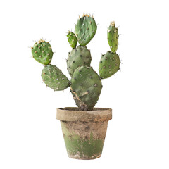 Small cactus in terracotta pot (4)
