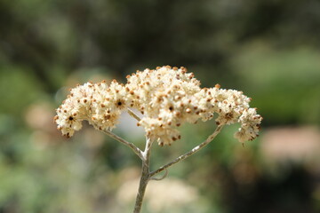 Fototapeta premium Macro Shot of Helichrysum petiolare in Karoo Desert Botanical Garden