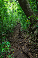 Along the ʻAihualama Trail in Oahu, HI