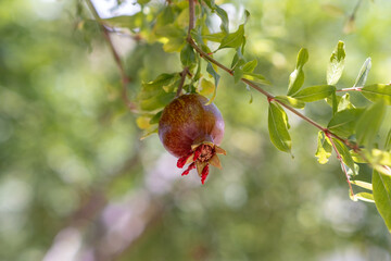 Ripe Pomegranate Hanging on a Branch in a Garden Under Bright Sunlight During Afternoon Hours