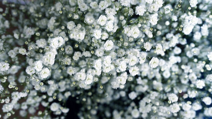 Delicate Baby's Breath Flowers (Gypsophila) in Soft Focus