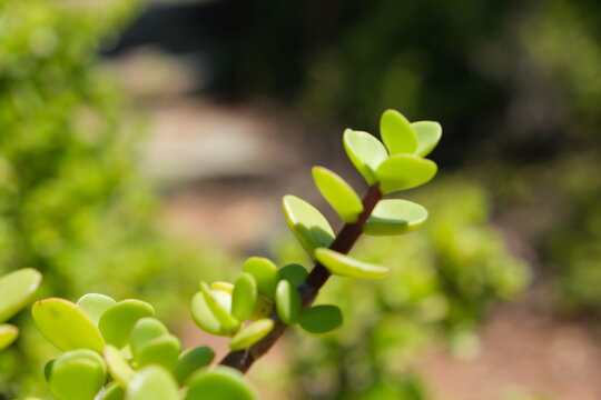 Portulacaria afra in Karoo Desert Botanical Garden