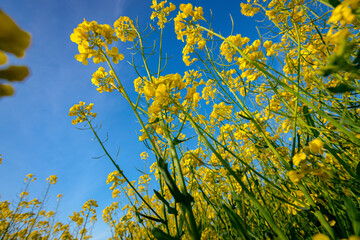 Obraz premium Low angle view, under plant of beautiful yellow flowering rapeseed canola, or colza blossom, plant for green energy in oil industry