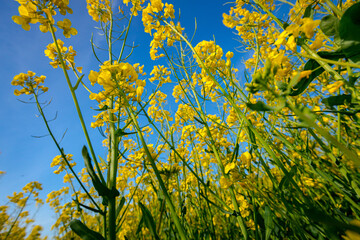 Low angle view, under plant of beautiful yellow flowering rapeseed canola, or colza blossom, plant for green energy in oil industry