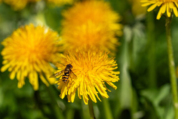 Hoverfly on flowering yellow dandelion
