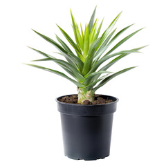 Potted pineapple plant, vibrant green leaves