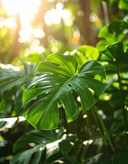 A macro shot of a Monstera plant in natural daylight