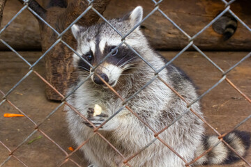 two raccoons in a zoo cage eating food, holding dry food in their paws, wild animals raccoons close-up