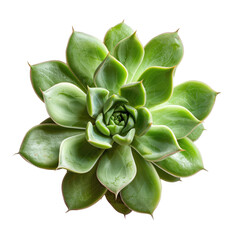 Close-up of a rosette succulent (6)