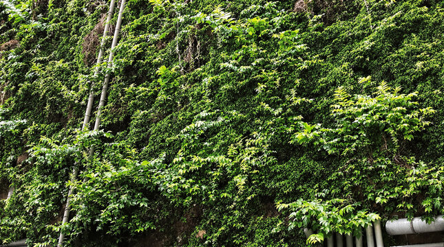 Vibrant green foliage densely covers a textured wall, creating a lush natural tapestry with subtle utility pipes. - Powered by Adobe