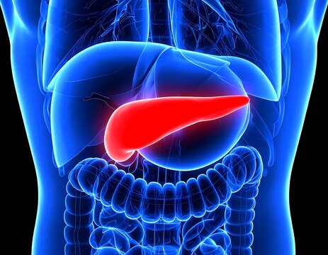 Human pancreas highlighted