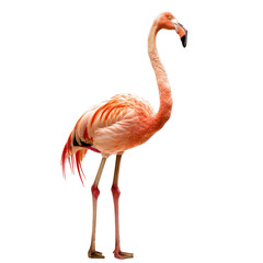 Pink flamingo, side view, isolated on black