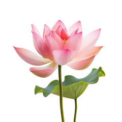 Close-up of a delicate pink lotus flower with leaves